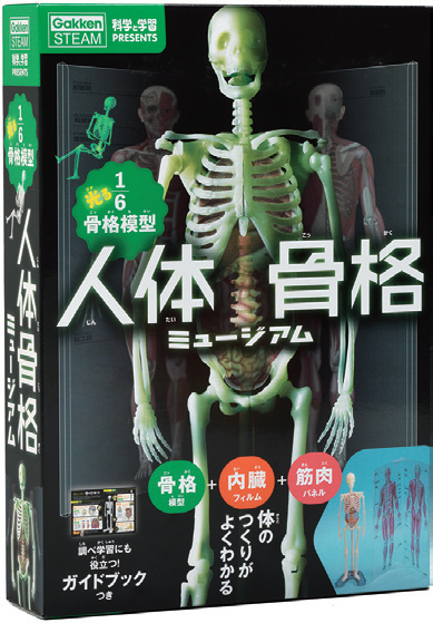 体のつくりが 見て さわって 動かしてわかる 人体骨格模型の決定版 学研グループ Gakken