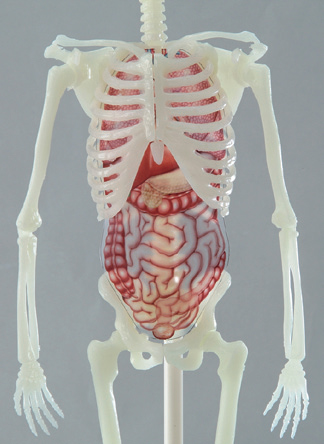 体のつくりが 見て さわって 動かしてわかる 人体骨格模型の決定版 学研グループ Gakken