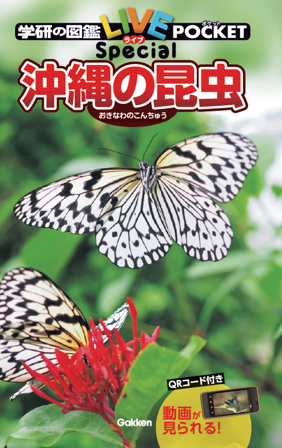 沖縄で見つかる約700種を厳選 今にも動き出しそうな昆虫図鑑 教科書に出ているその昆虫は 沖縄にいるの 学研グループ Gakken